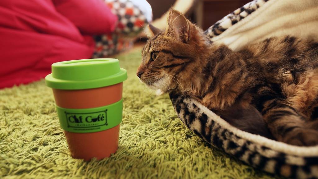 Cat Café（图片来源：timeout）