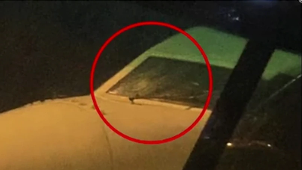东航班机遭鸟撞击