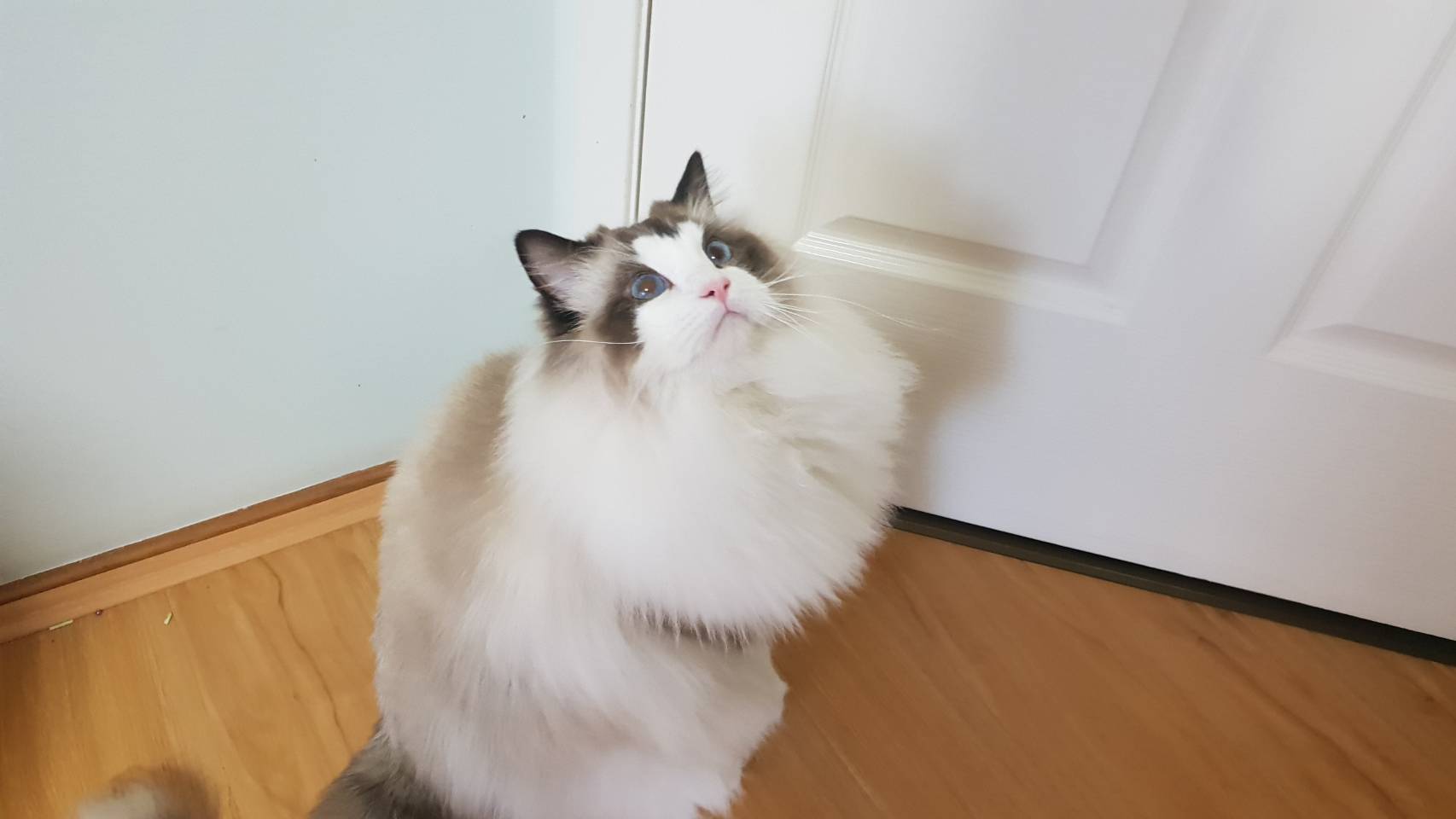 猫 动物