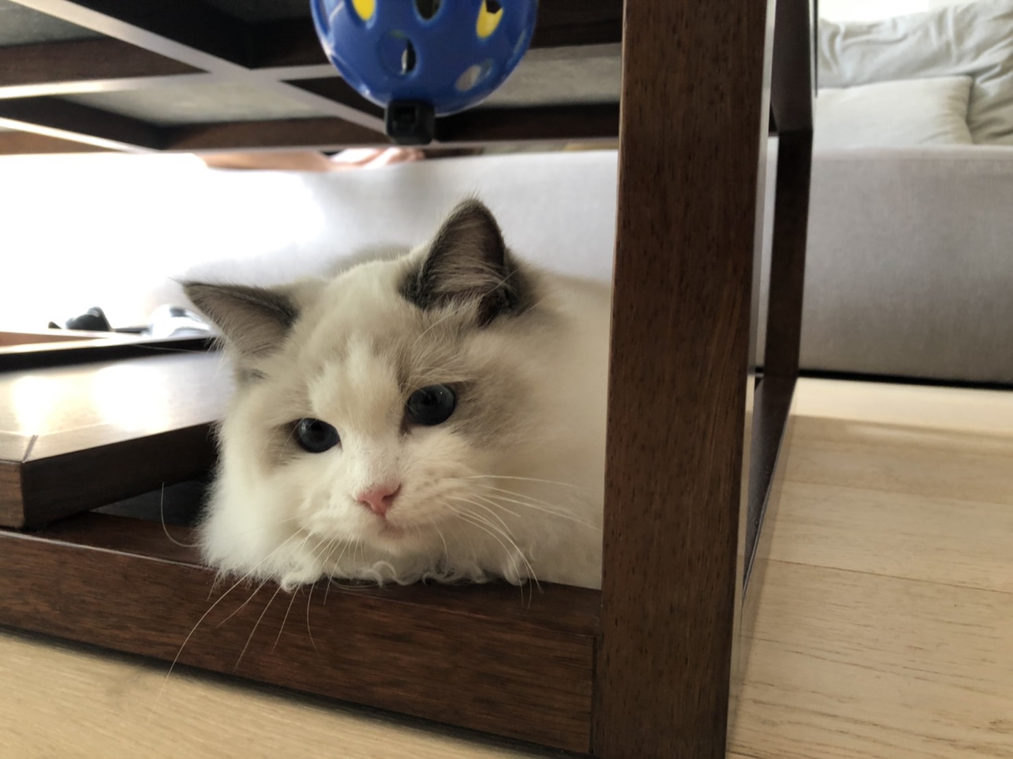 貓 動物