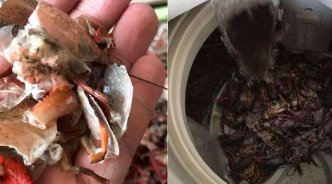 洗小龙虾