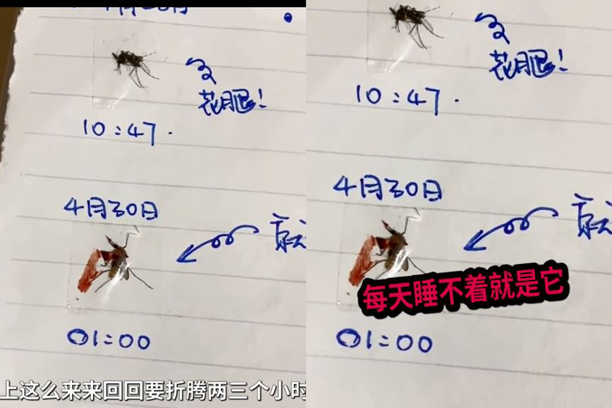 深圳男子製作滅蚊日記