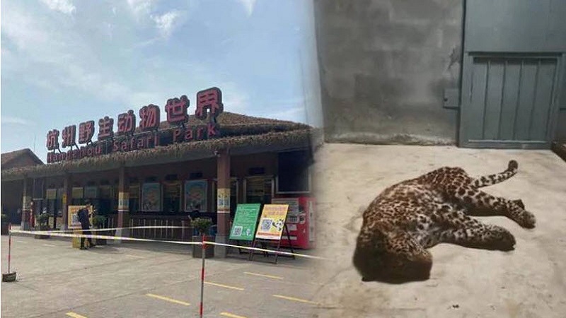 金钱豹“越狱” 动物园瞒报 只为五一的客流量
