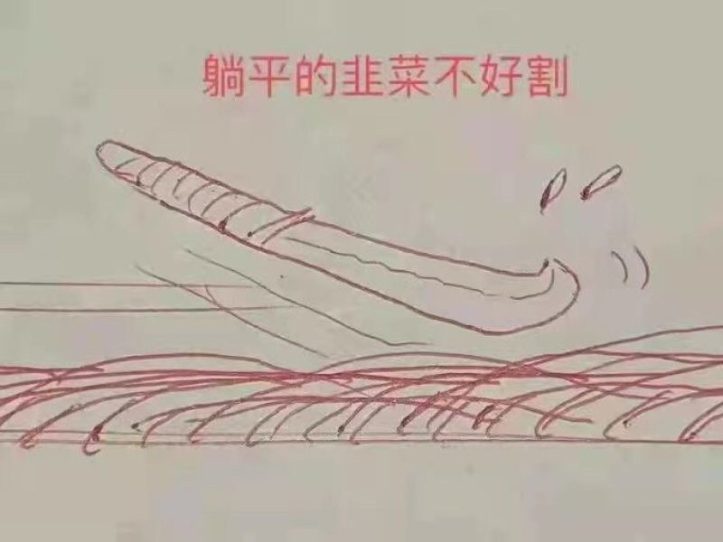 躺平的韭菜不好割