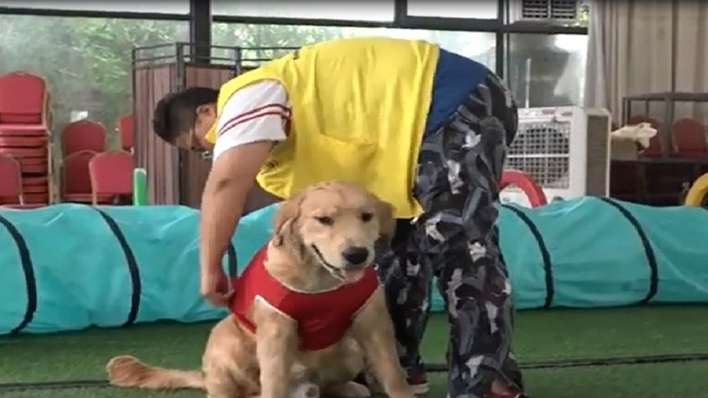 成都“宠物幼儿园”条件好到让网友“自叹不如”