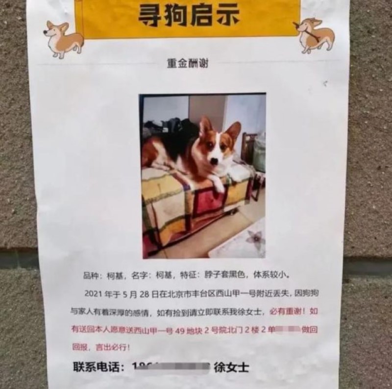 寻狗启示