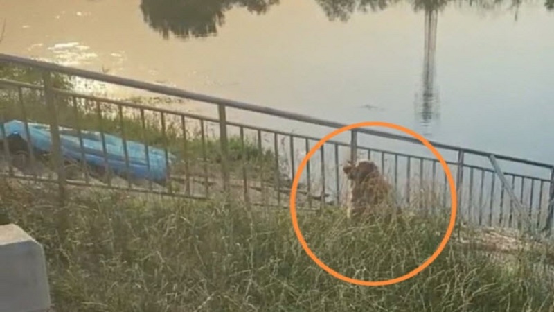 河南3男女不慎掉河溺毙 金毛犬守候主人不肯离开