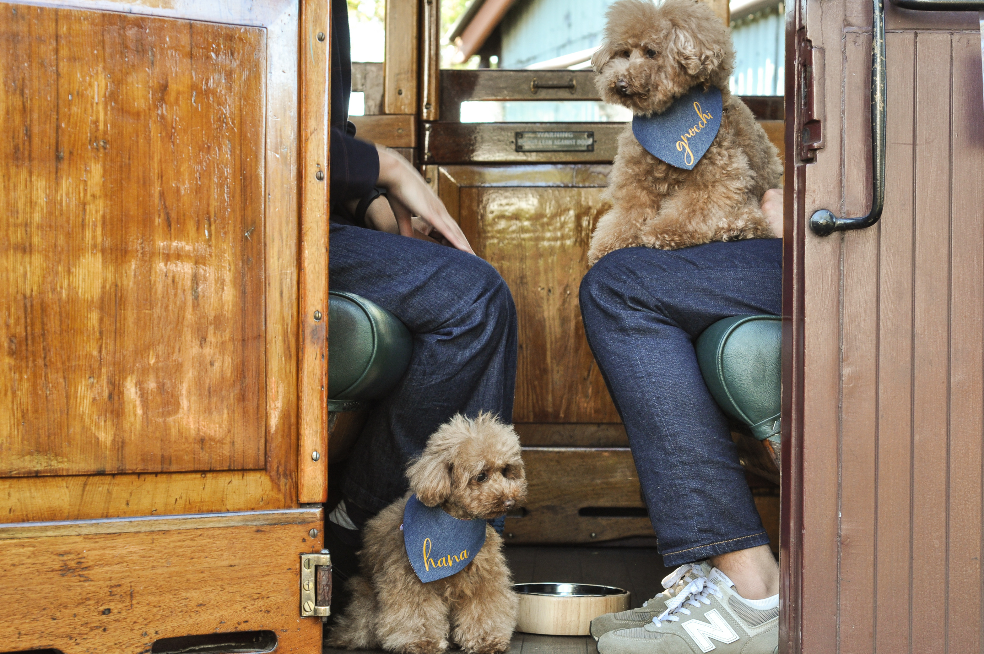 圖/Puffing Billy Railway