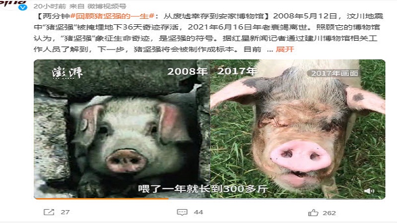 举国关注“猪坚强” 美媒：遇难学生却只有家长记得