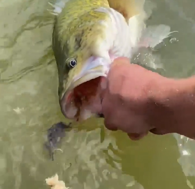 鱈魚