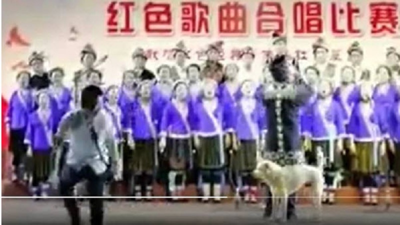 百年党庆红歌赛 小狗上场搅局？被网友群嘲