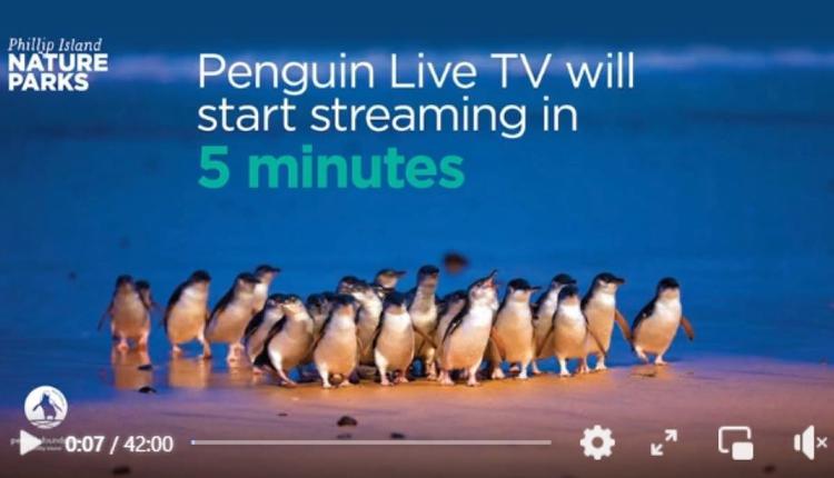 Live Penguin TV