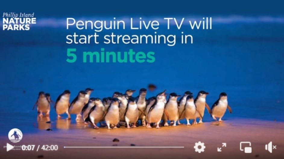 Live Penguin TV