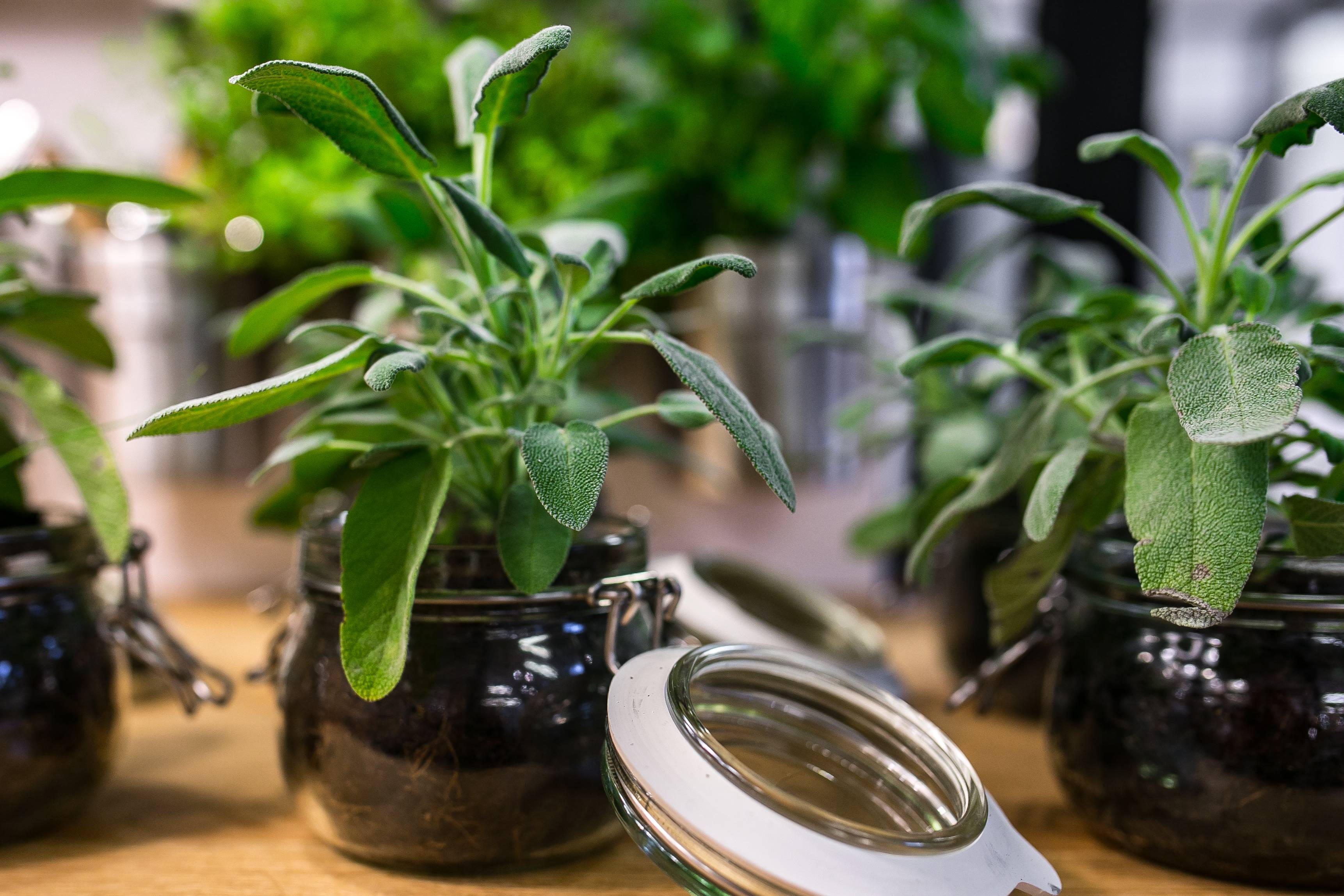 绿色植物示意图（图片来源:Piqsels）