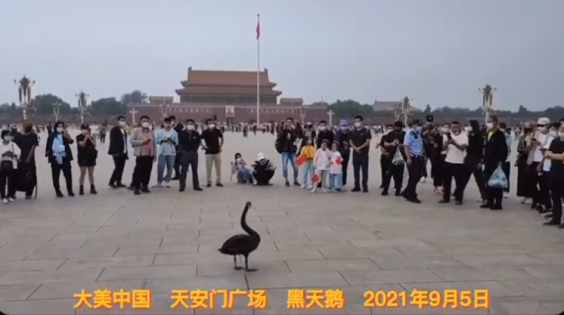 北京天安门广场出现黑天鹅
