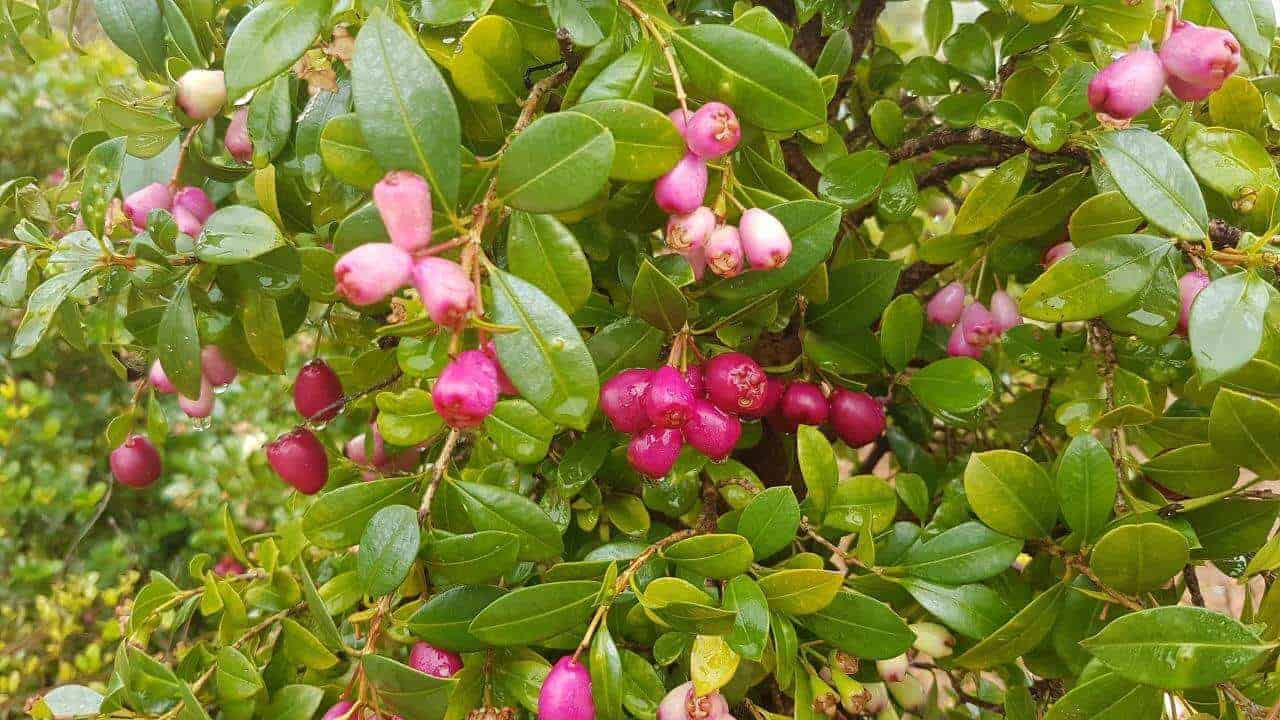 bush berry，