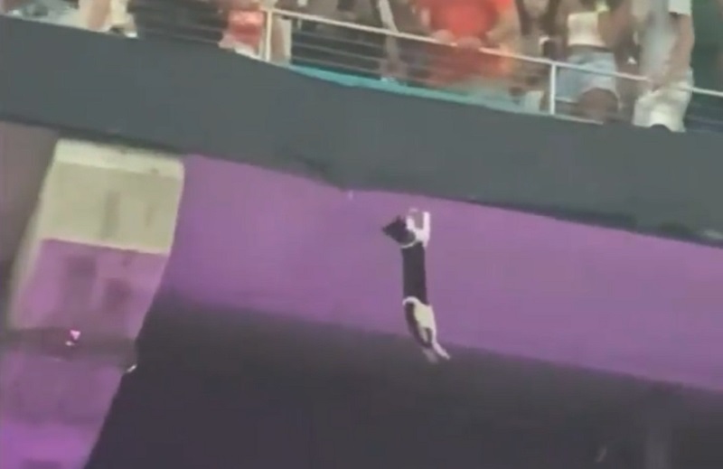 小猫