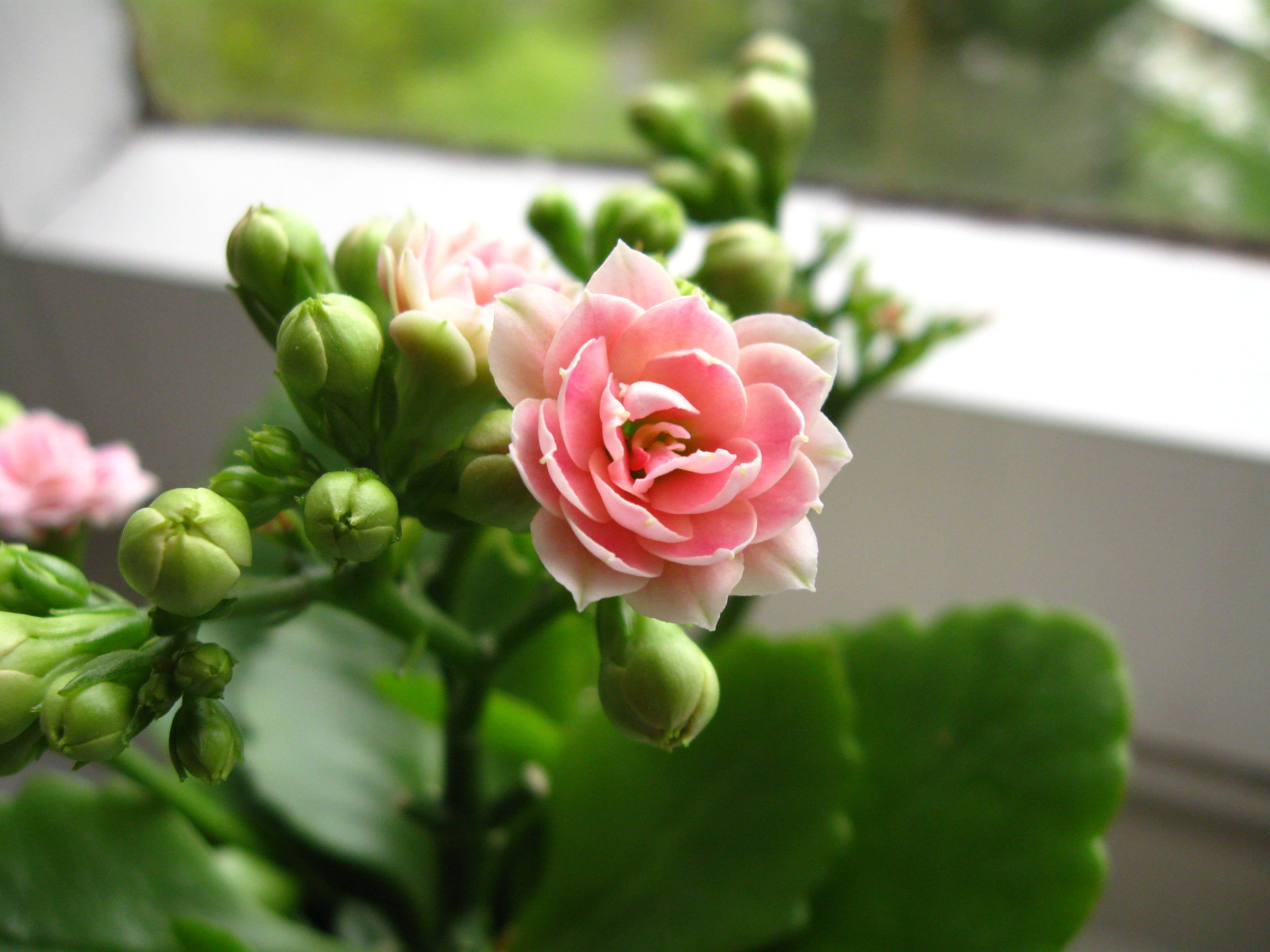 长寿 养生 花