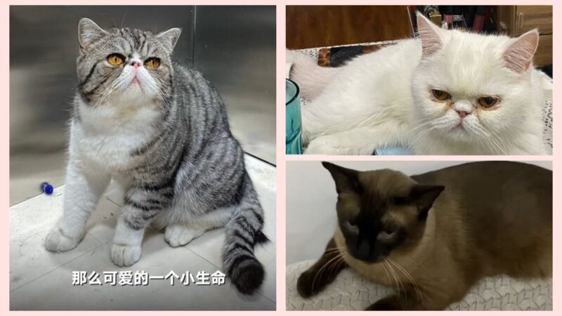 宠物确诊