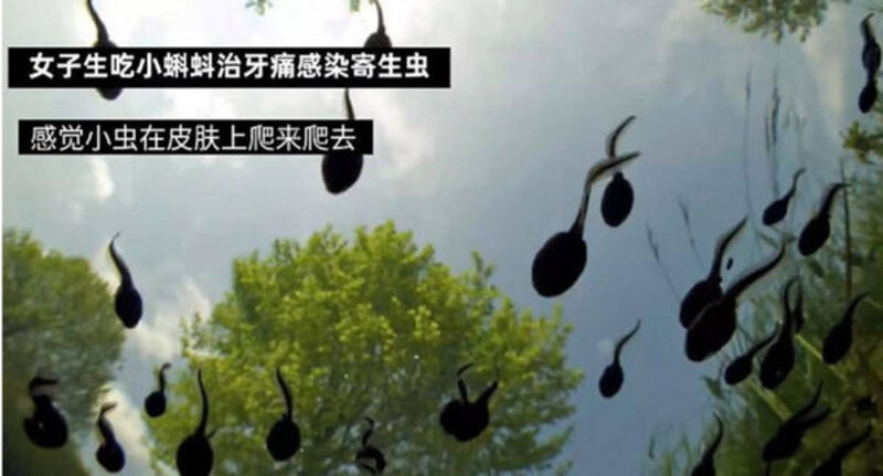 寄生虫，生吞蝌蚪