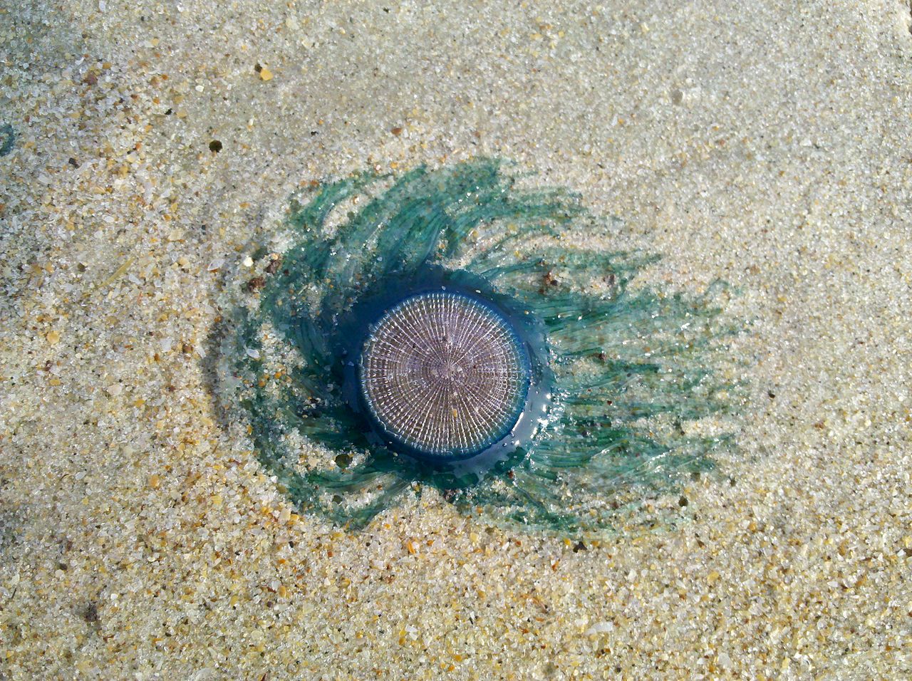 藍鈕水母，Blue Button jellyfish
