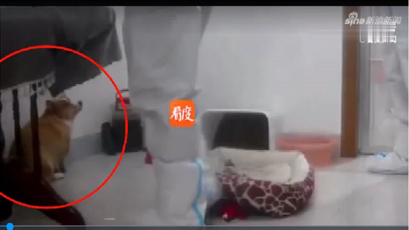 被强制隔离后 小区居民的宠物狗被扑杀