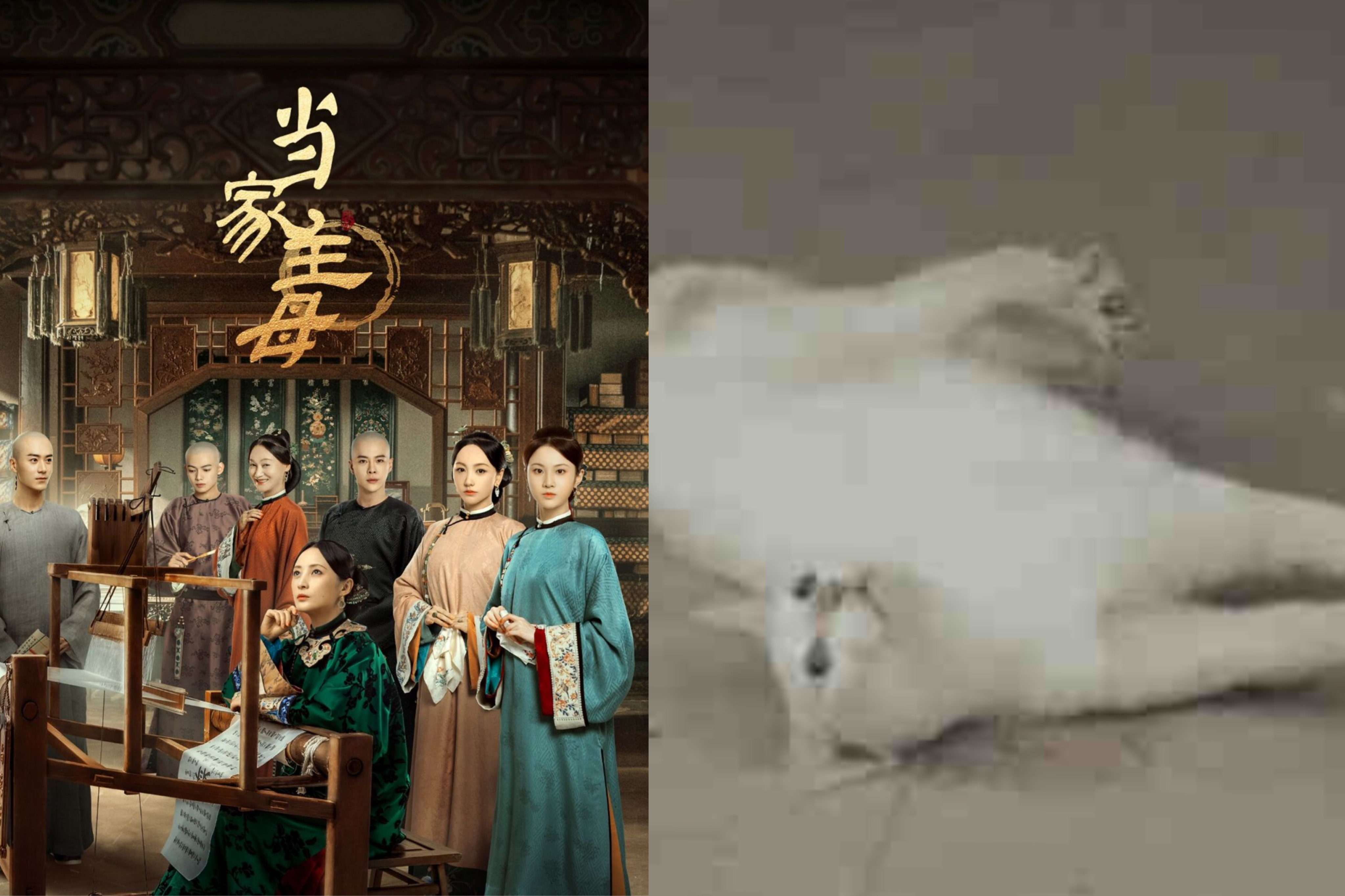 《当家主母》疑似毒杀活猫