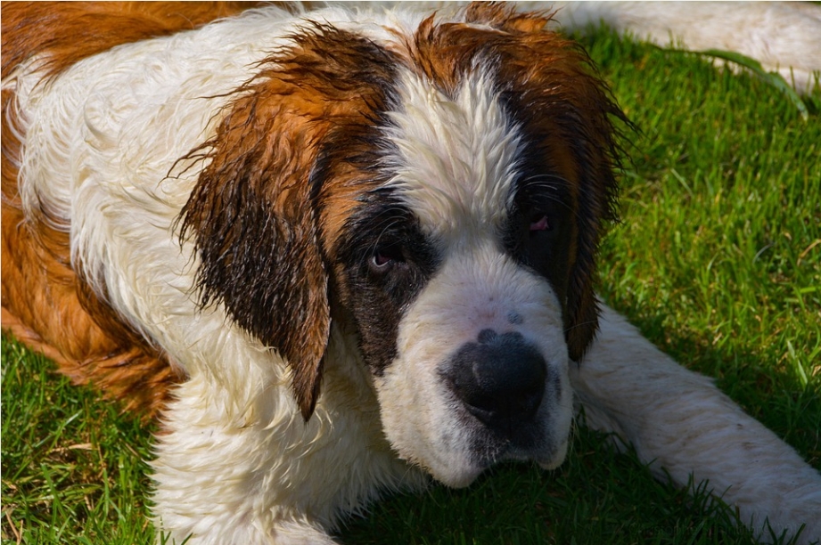 圣伯纳犬