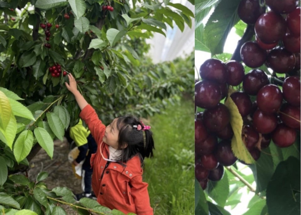 Big Fella Cherries 樱桃园供图
