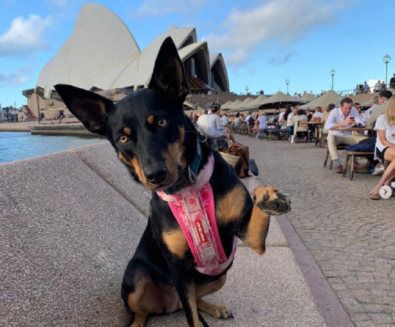 海鸥巡逻犬