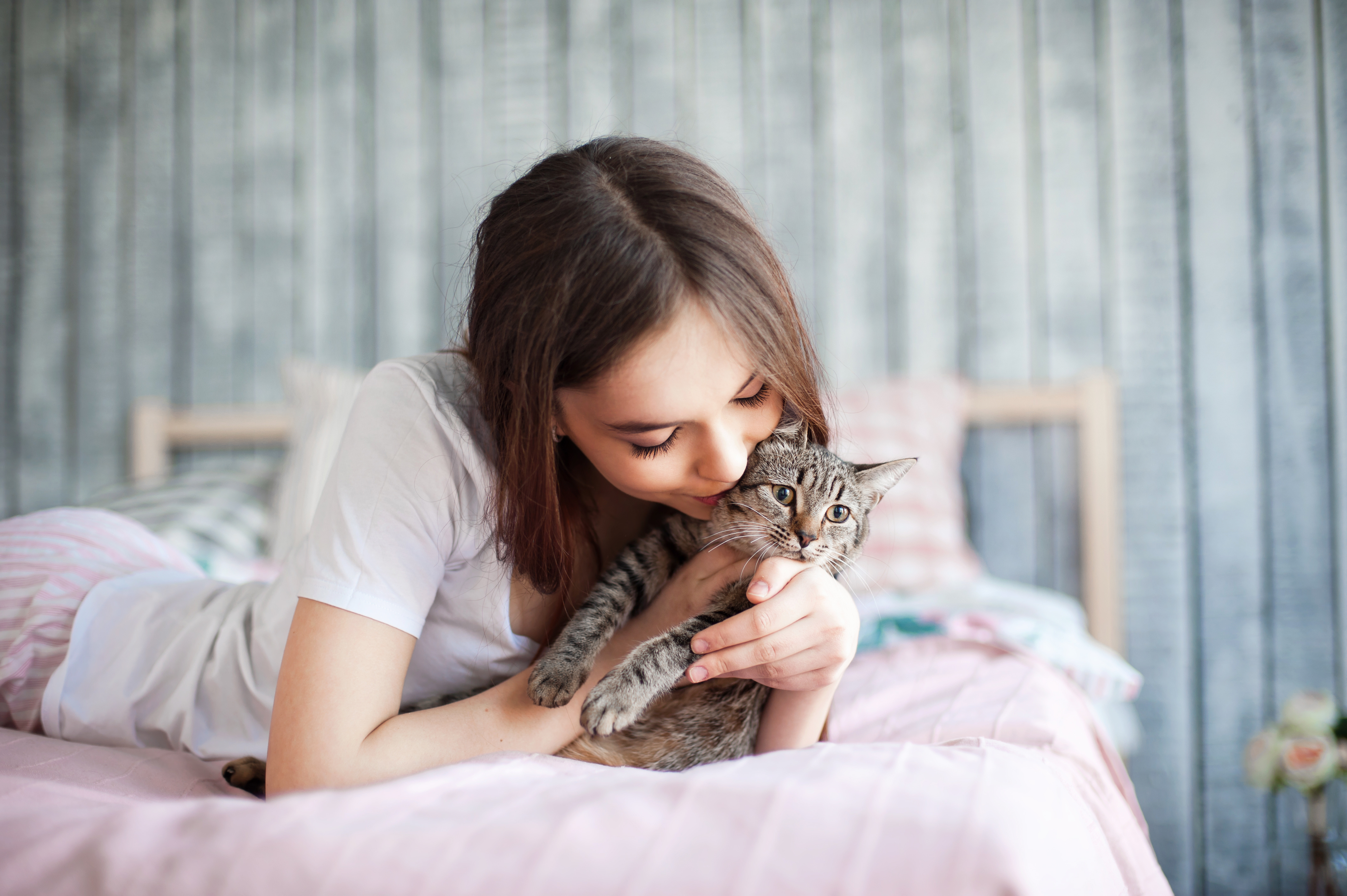 抱猫，宠物