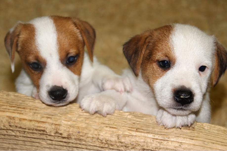 Jack Russell 狗