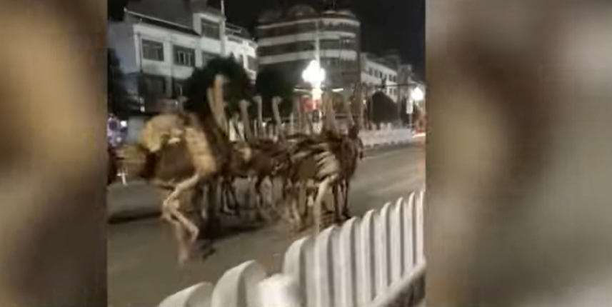 广西崇左市一养殖场的鸵鸟集体“越狱”