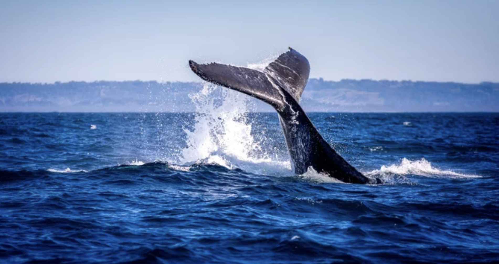 维州有史以来首次发现罕见类型鲸鱼- 澳洲看新闻网最新澳洲新闻| 中国新闻| 港台新闻| 国际新闻