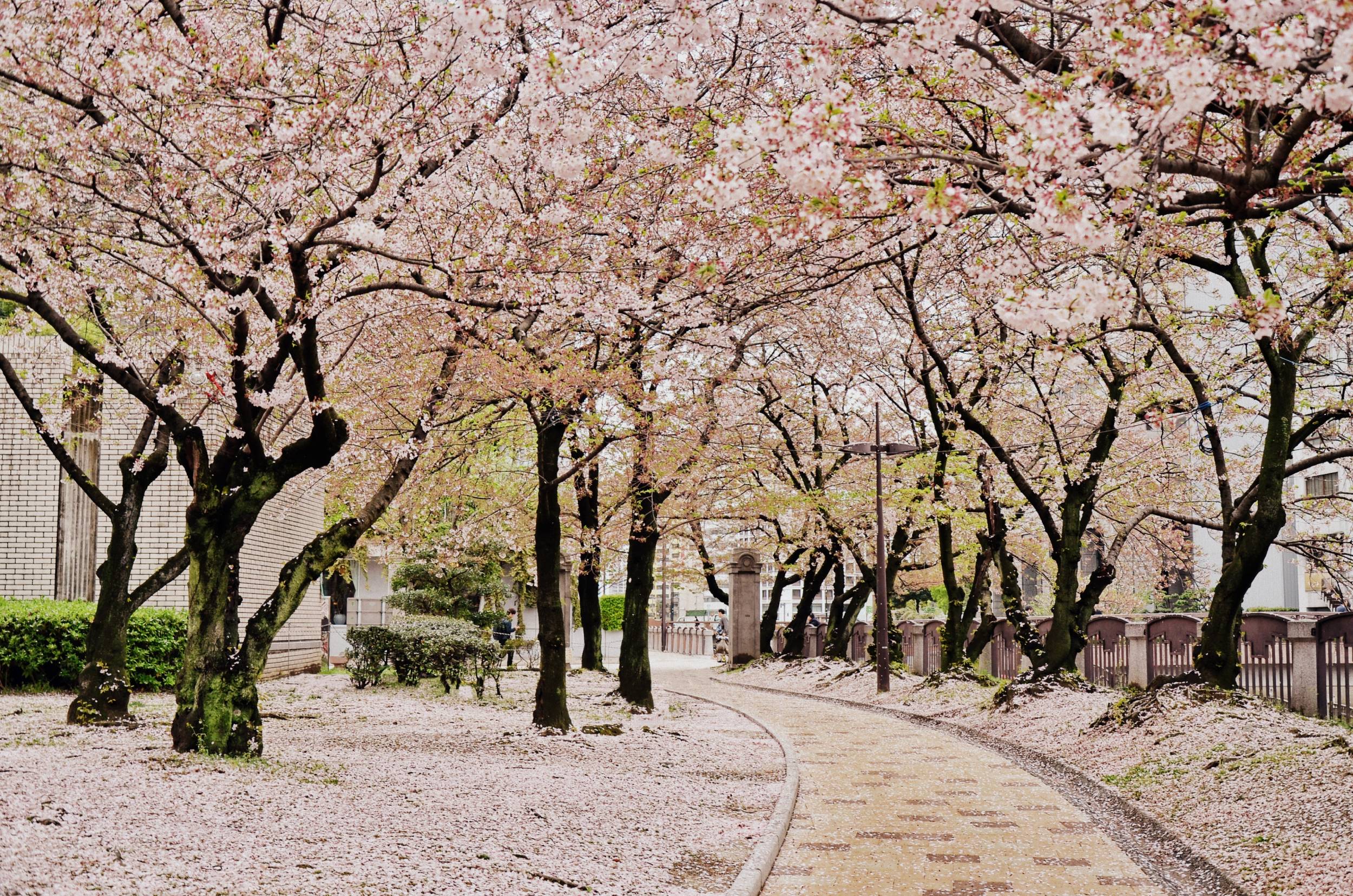櫻花