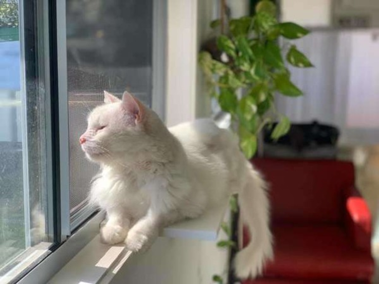 猫，猫砂