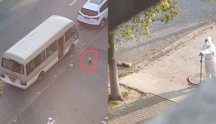 宠物狗被打死
