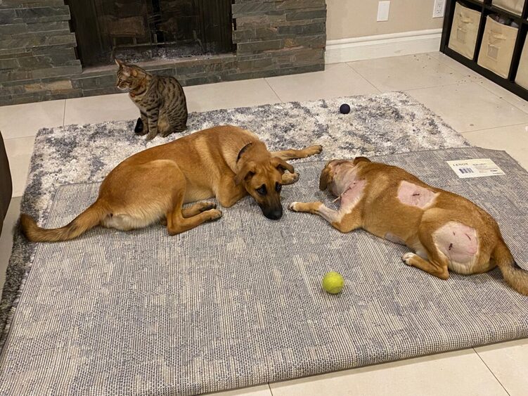 宠物狗，宠物猫