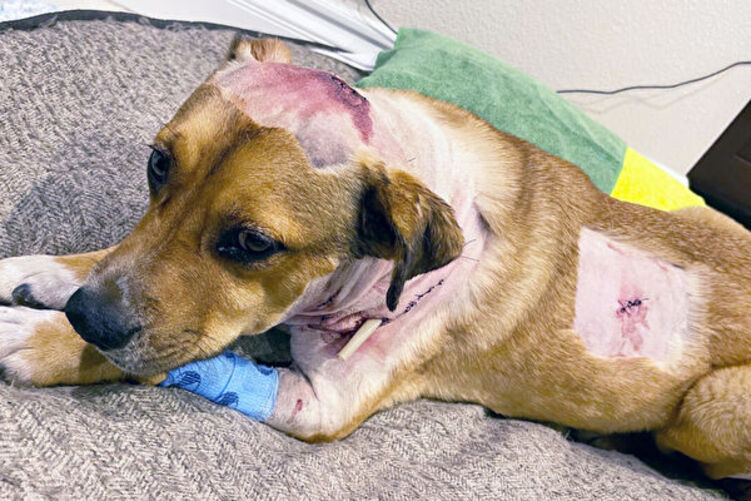 忠犬救主