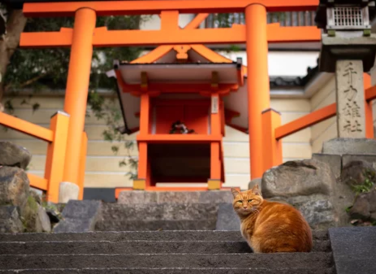 橘猫