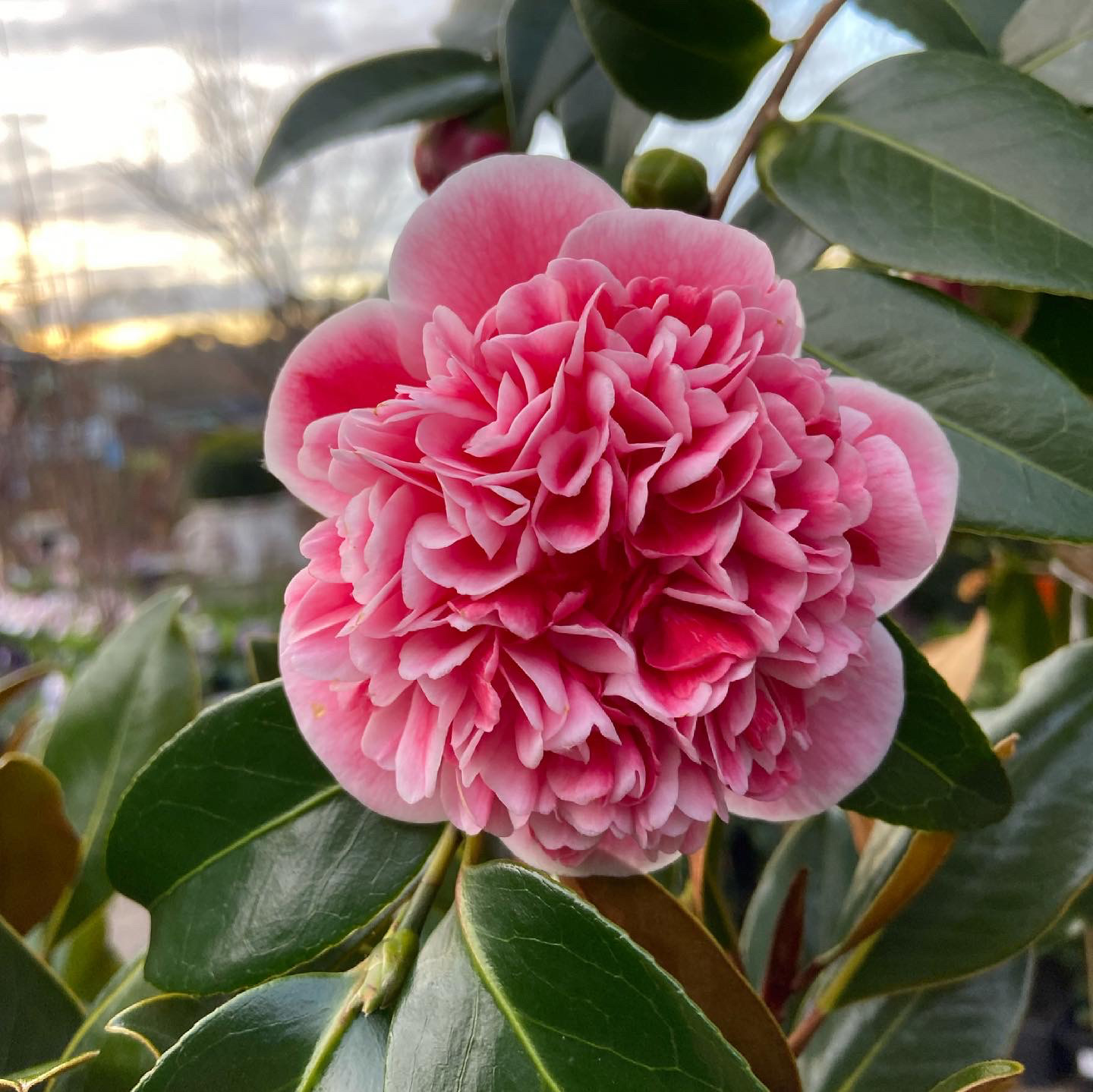 山茶花