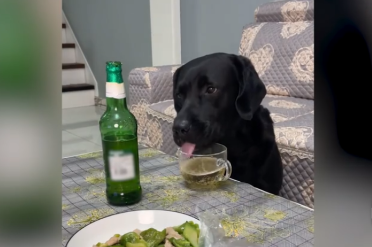 汪汪偷喝啤酒