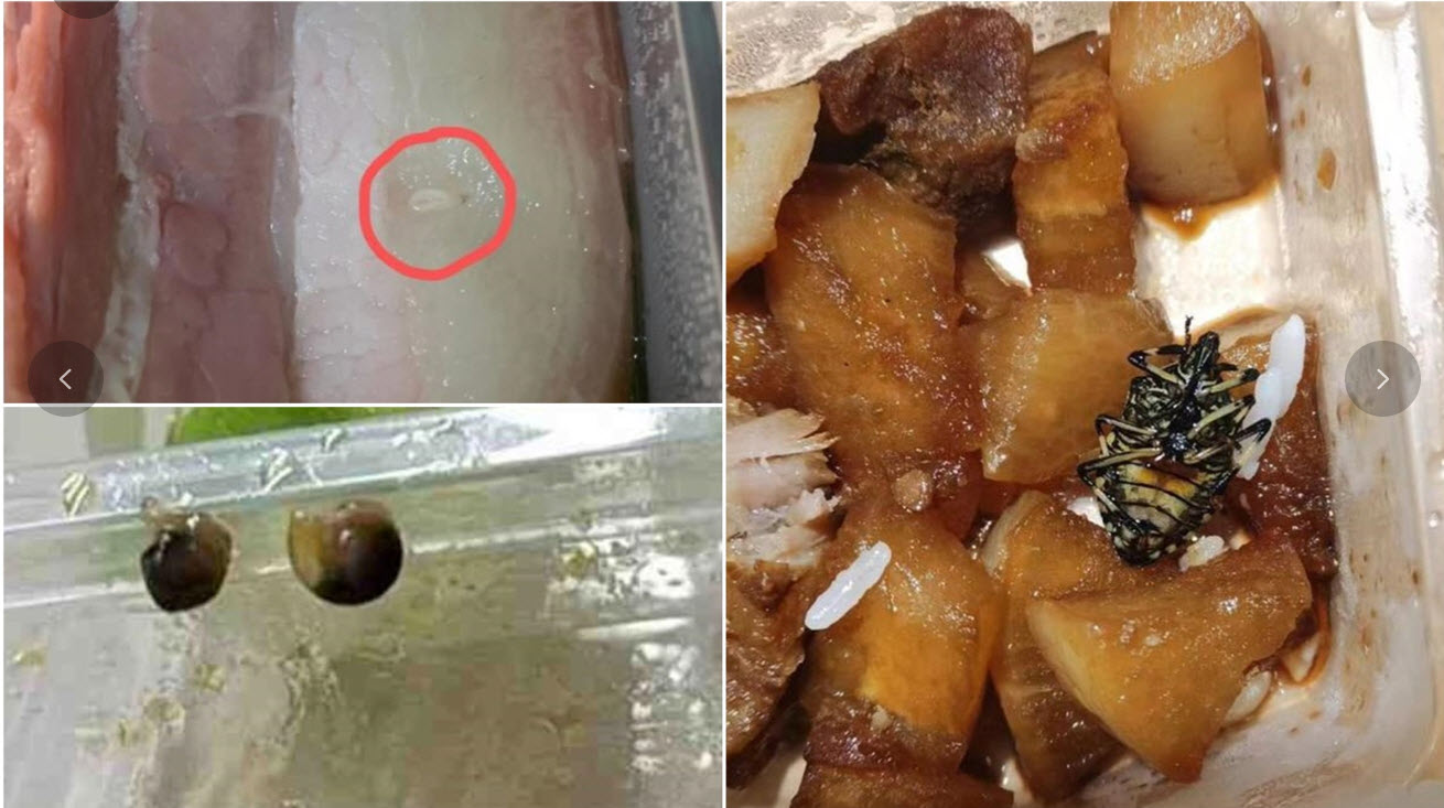 學生同濟大學指食堂豬肉上有絛蟲卵、蝸牛等異物
