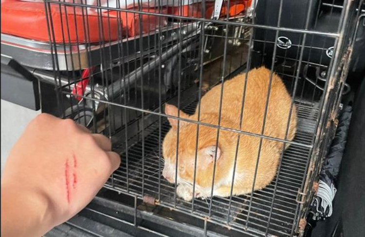 橘猫