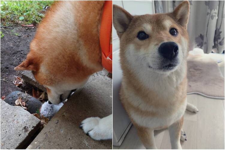 柴犬