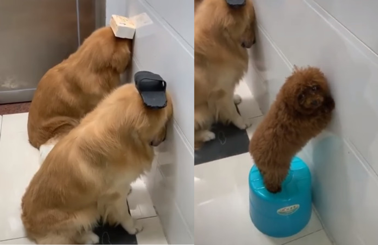 宠物狗