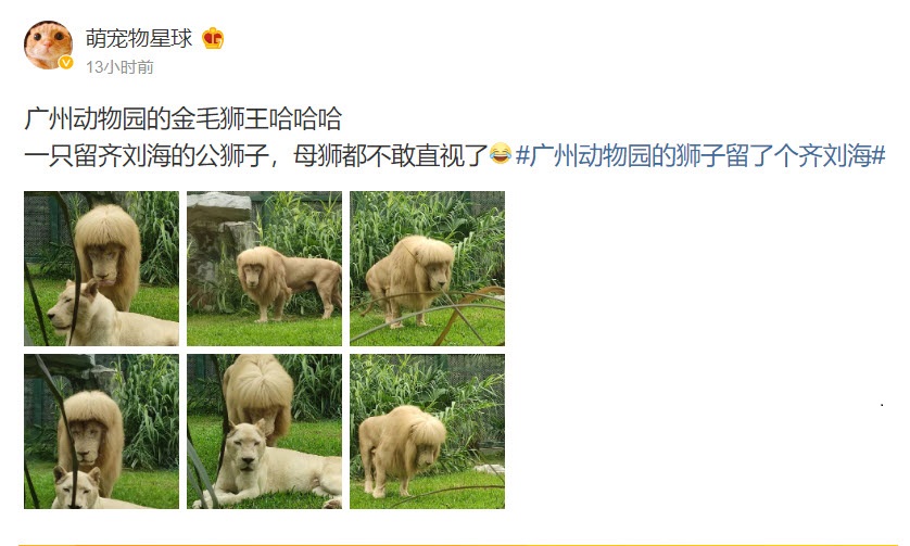 广州一只“剪”了齐刘海的狮子火了 网友称像埃及艳后