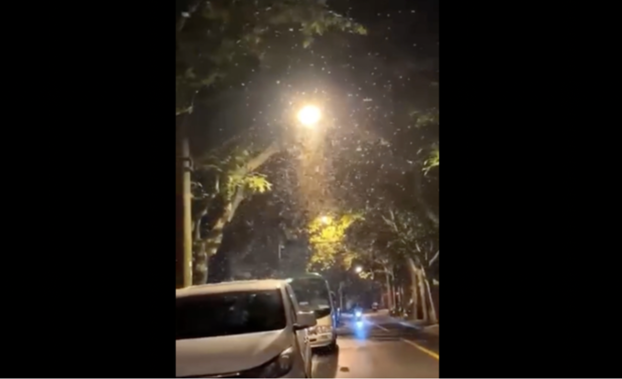 上海市准备复工，但专家预期回复需要时间，倒是满城飞舞的“白蚁”成了上海市民的话题。