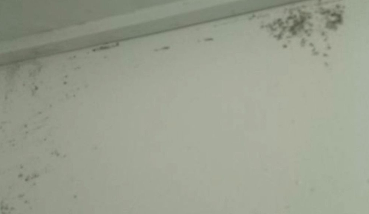 霉菌