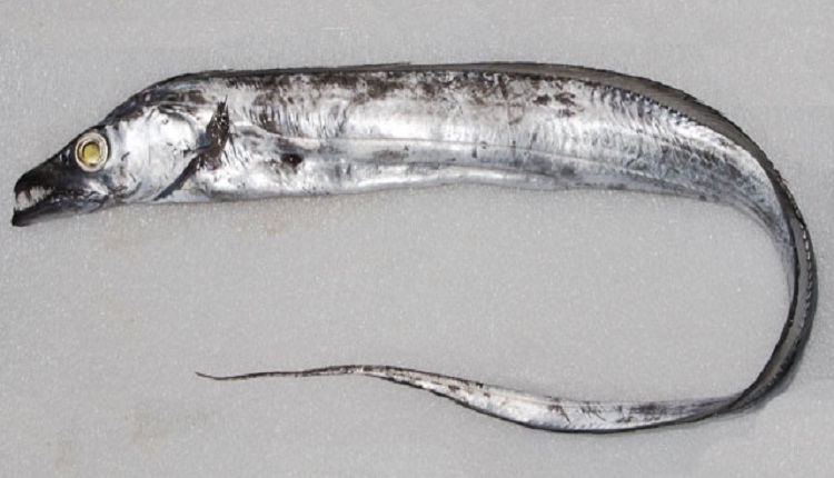 白帶魚